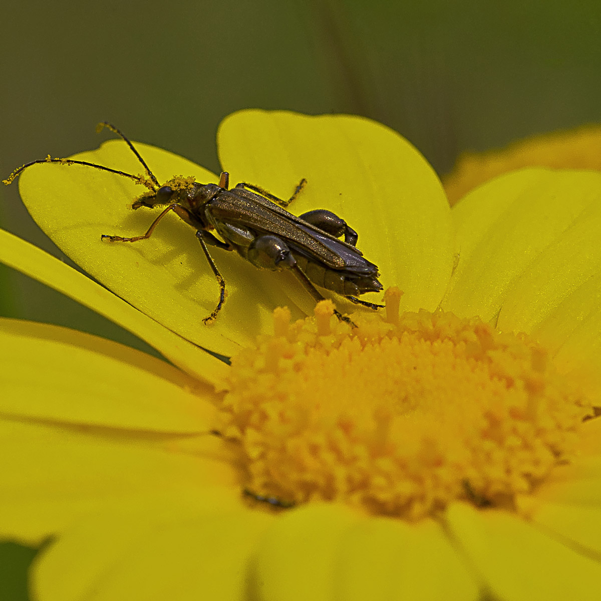 Oedemera nobilis